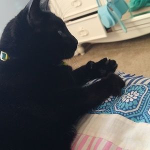 Meet your Posher, Amber